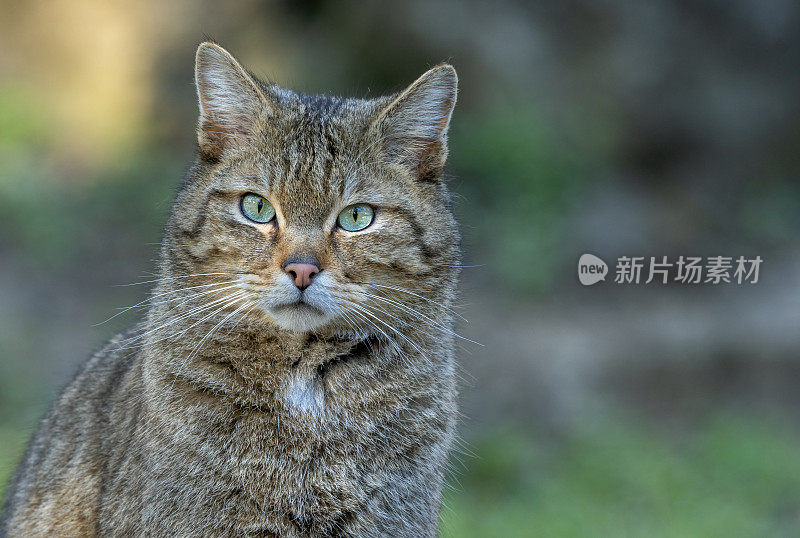 欧洲野猫(Felis silverstris)